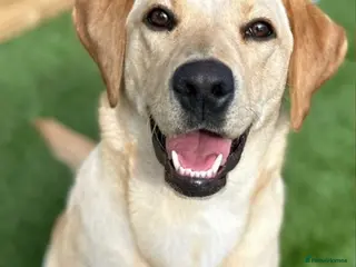 Labrador Retriever dogs 🐾Exceptional KC Registered Labrador Puppies🐾 - Advert 1