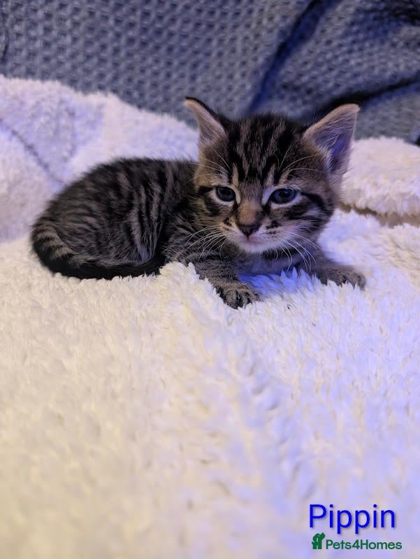 Mixed Breed cats Six adorable and sweet natured kittens - Advert 5