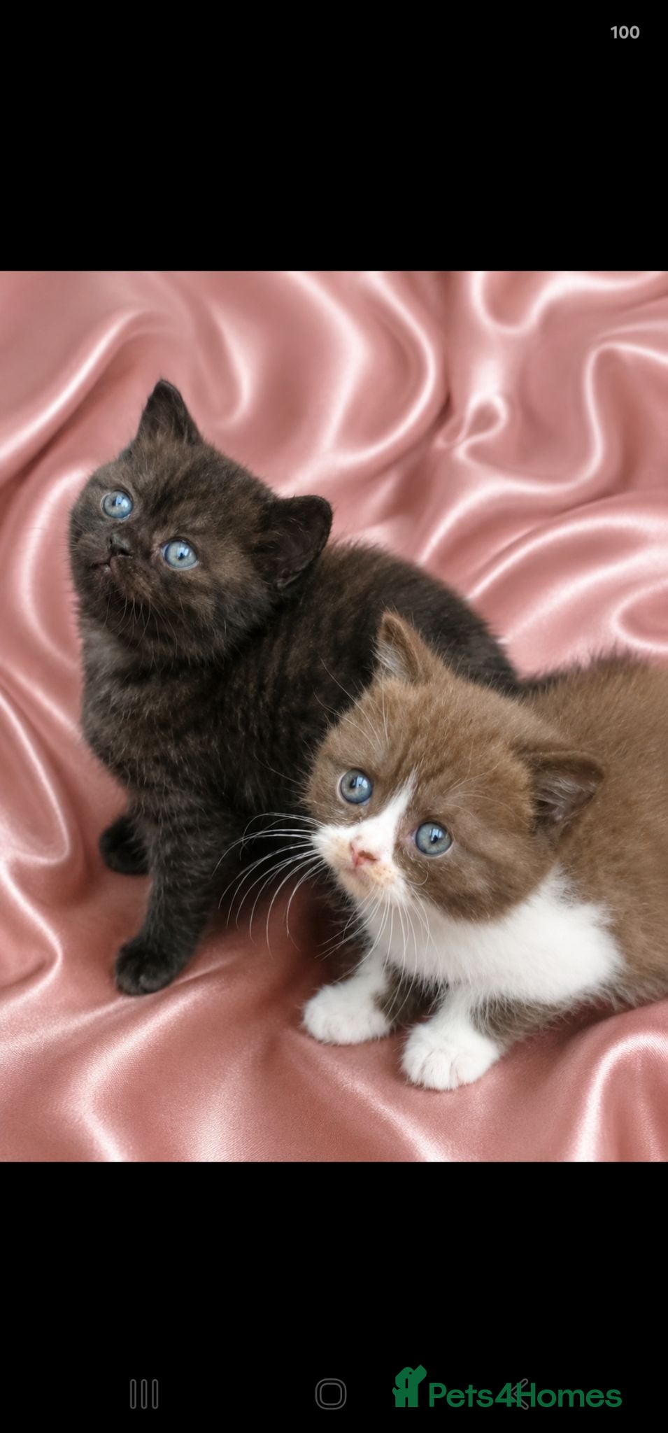 British Shorthair cats GCCF/TICA registered beautiful litter - Advert 2