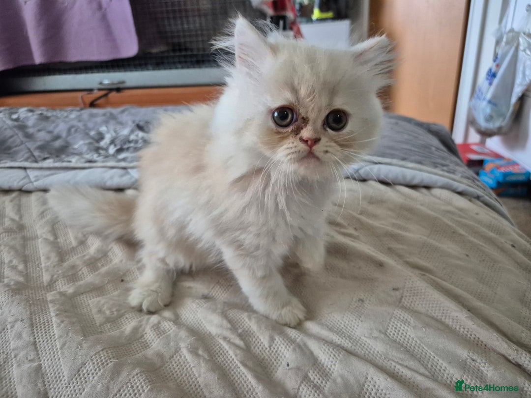 Persian cats for sale: Adorable Female Chinchilla Persian - ready now - Image 20
