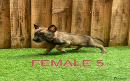 Belgian Shepherd Dog dogs for sale: Beautiful Belgium Malinois pups for sale  - Image 15