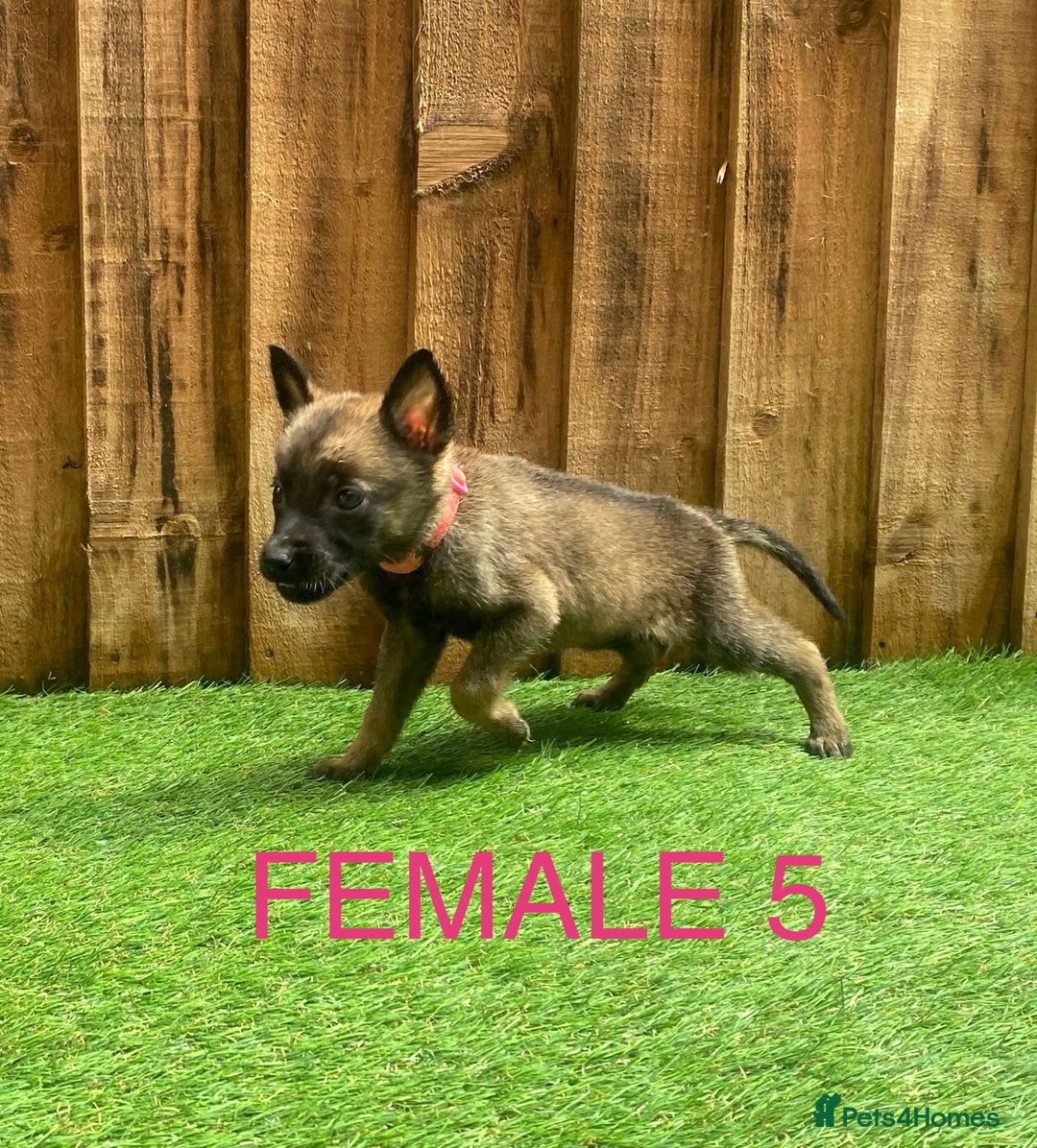 Belgian Shepherd Dog dogs for sale: Beautiful Belgium Malinois pups for sale  - Image 15