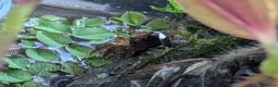 Crabs fish for sale: Tomato Vampire Crabs, Tanks, Food, everything in Glasgow - Advert 9