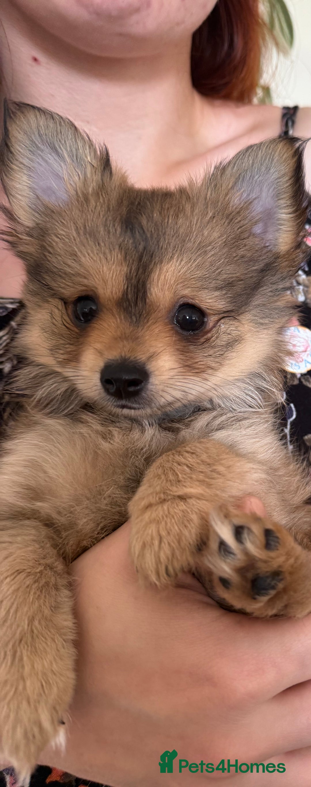Pomeranian dogs for sale:  Adorable Pomeranian puppies  - Image 12