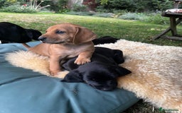 Mixed Breed dogs for sale: Italian Segugio/labrador ** Love Affair - Image 30