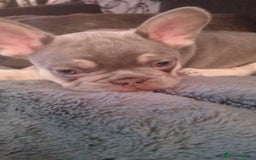 French Bulldog dogs for sale: Beautiful blue an green eyed frenchie puppies  - Image 2