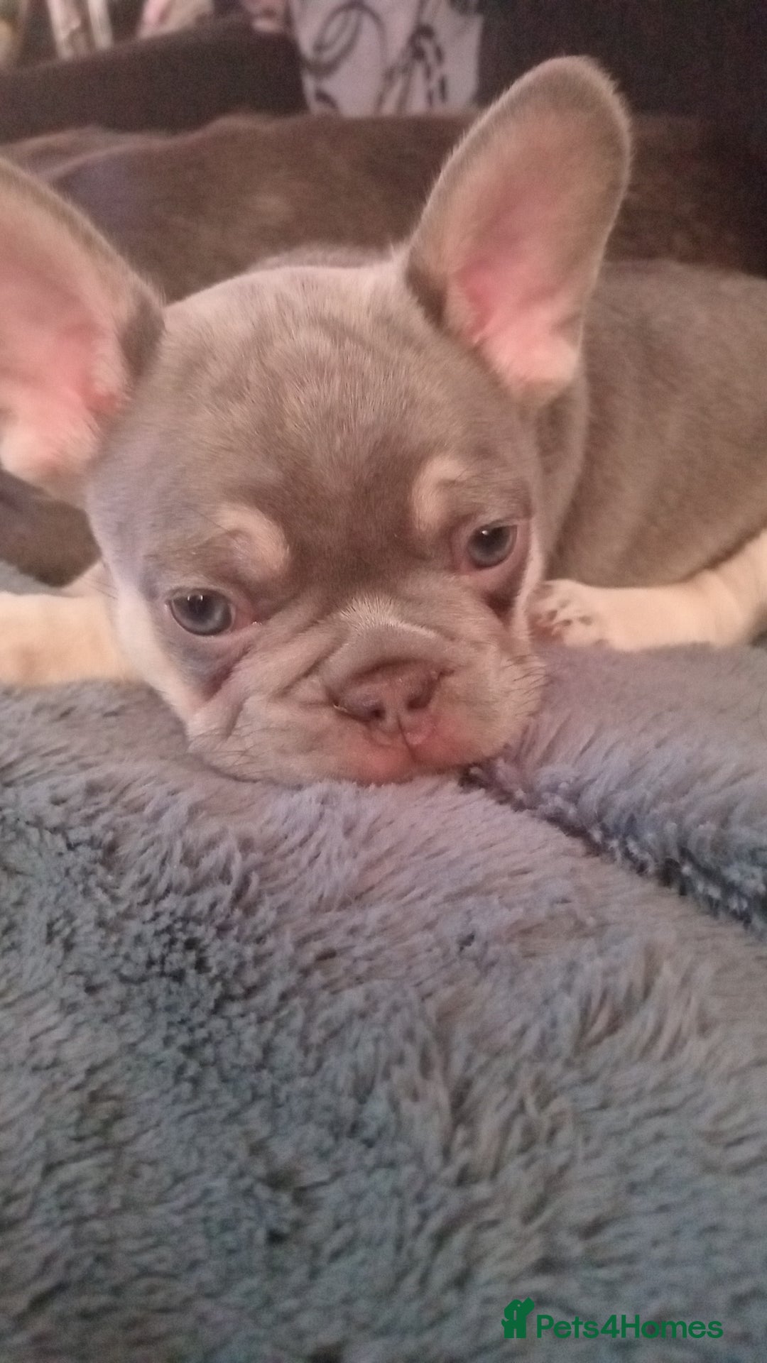 French Bulldog dogs for sale: Beautiful blue an green eyed frenchie puppies  - Image 2