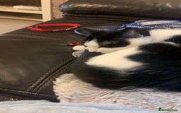 Mixed Breed cats for sale: Grandma Sierra  - Image 6