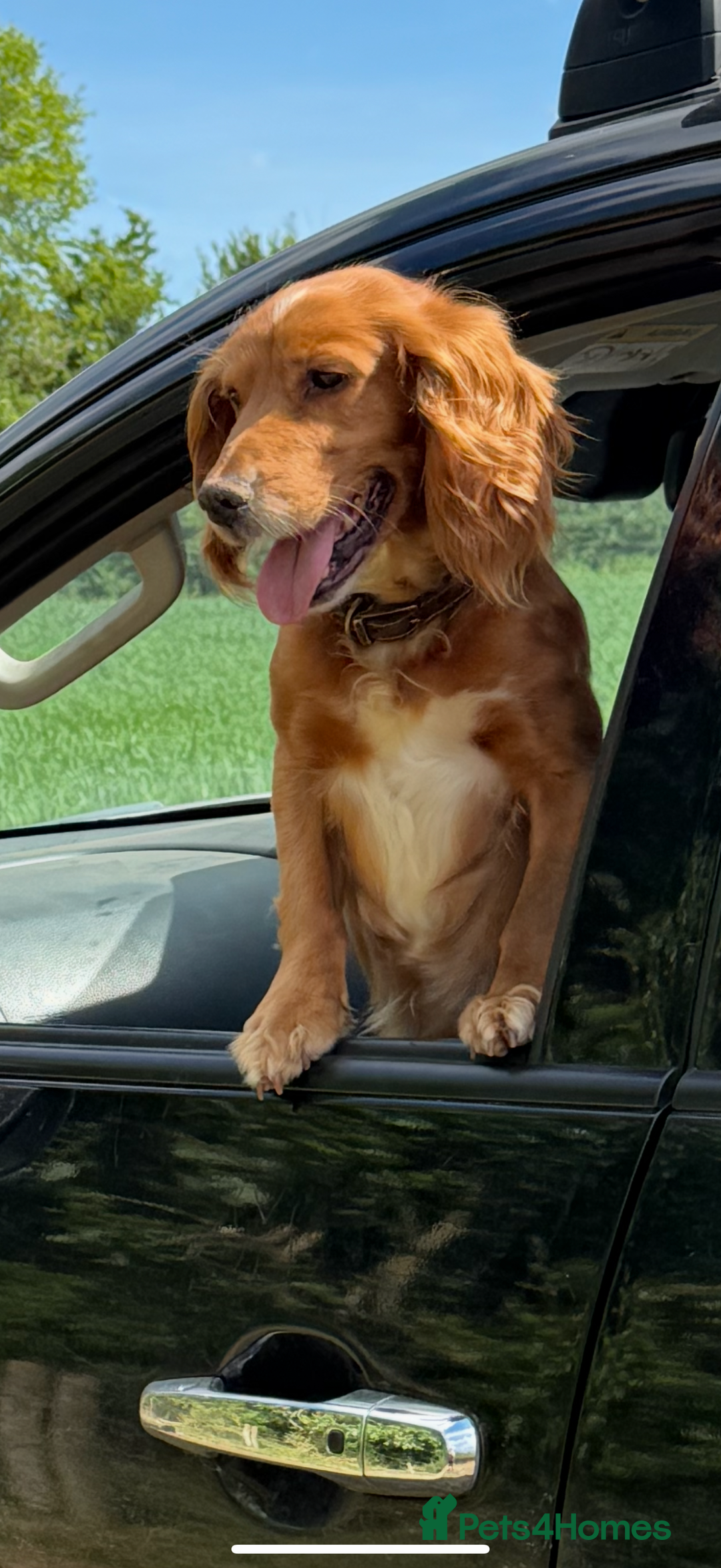 Cockalier dogs for sale: Beautiful health tested cockaliers - Advert 3