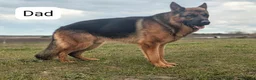 German Shepherd dogs for sale: Champion Show-Line KC Pups, Health Tested Parents - Advert 14