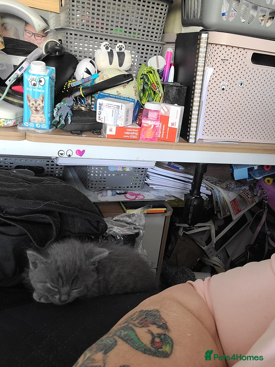 Mixed Breed cats for sale: Russian blue x - Advert 8