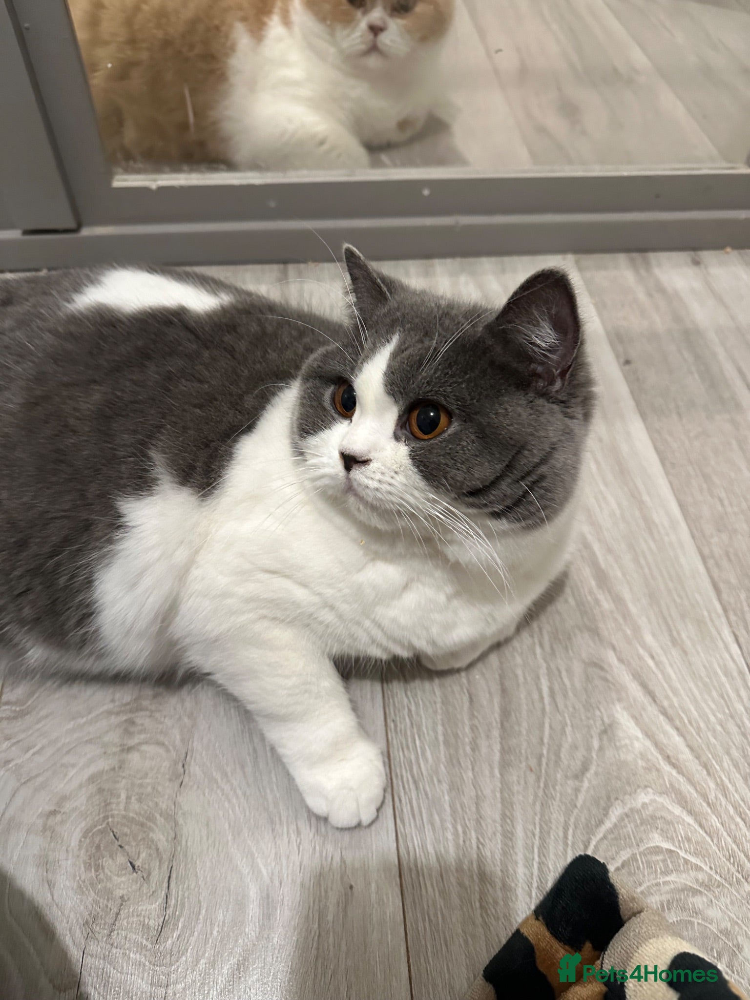 British Shorthair cats Pedigree BSH & BLH kittens  - Advert 2