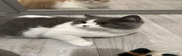 British Shorthair cats for sale: Pedigree BSH & BLH kittens  - Advert 2