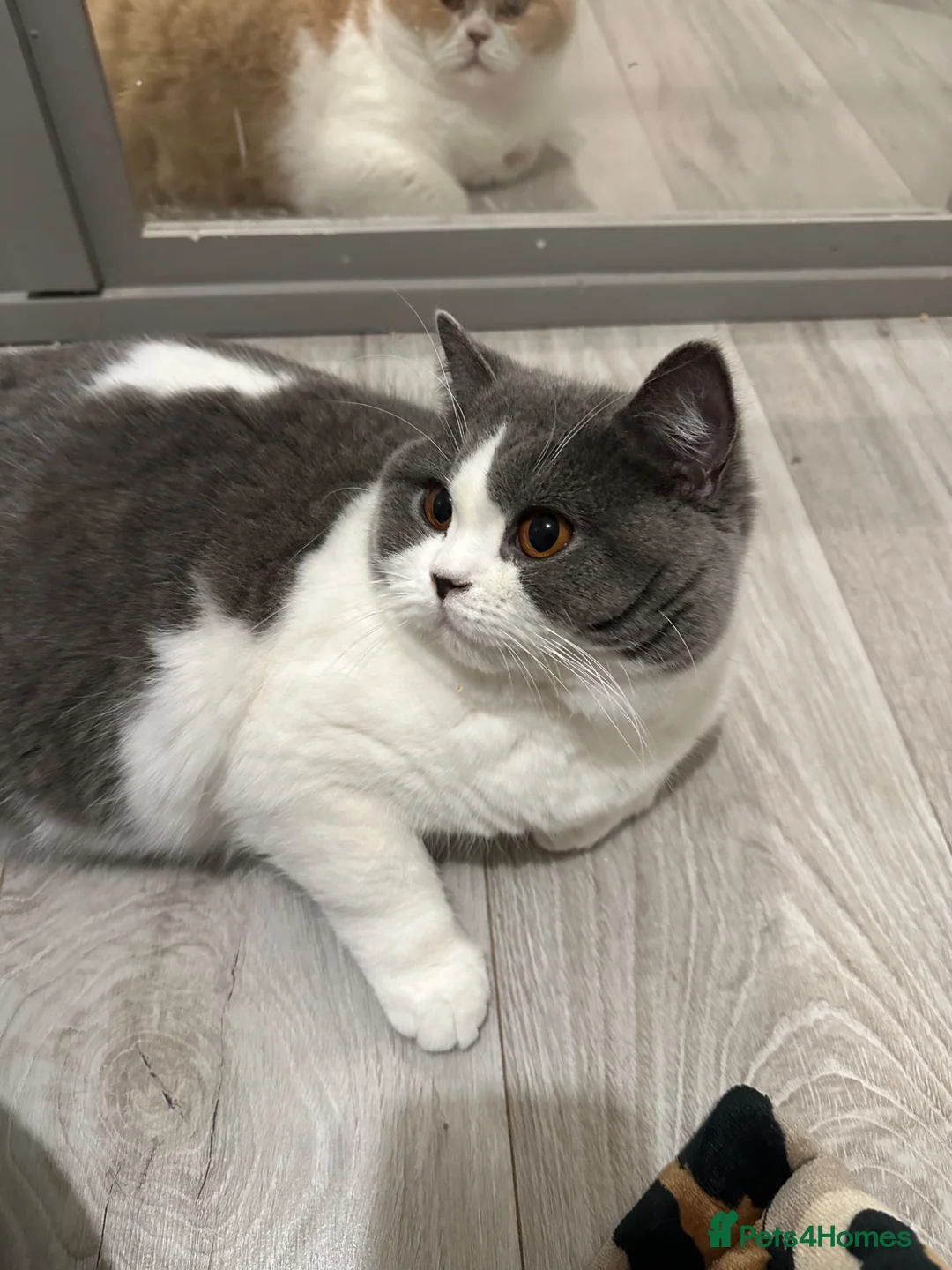 British Shorthair cats for sale: Pedigree BSH & BLH kittens  - Advert 2