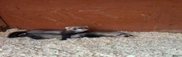Ferret rodents for sale: Ferret kits - Advert 5