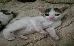 Bengal cats for sale: Bengal x kittens - Image 8