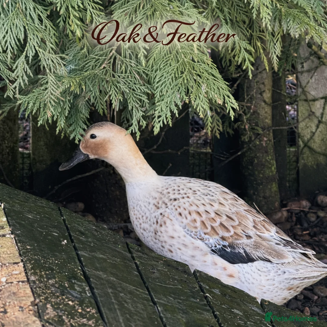 Ducks poultry for sale: 6 Harlequin Hatching Eggs *True Breed* - Advert 8