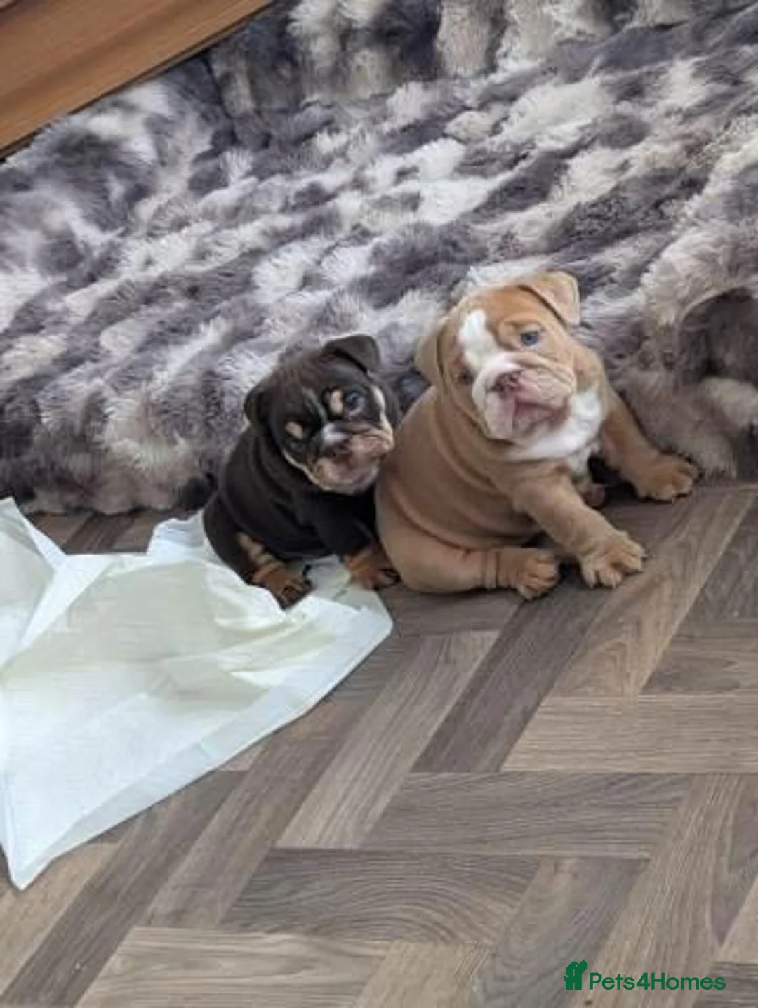 English Bulldog dogs for sale: English Bulldog Puppies –2 Beautiful Girls  in Reading - Advert 2