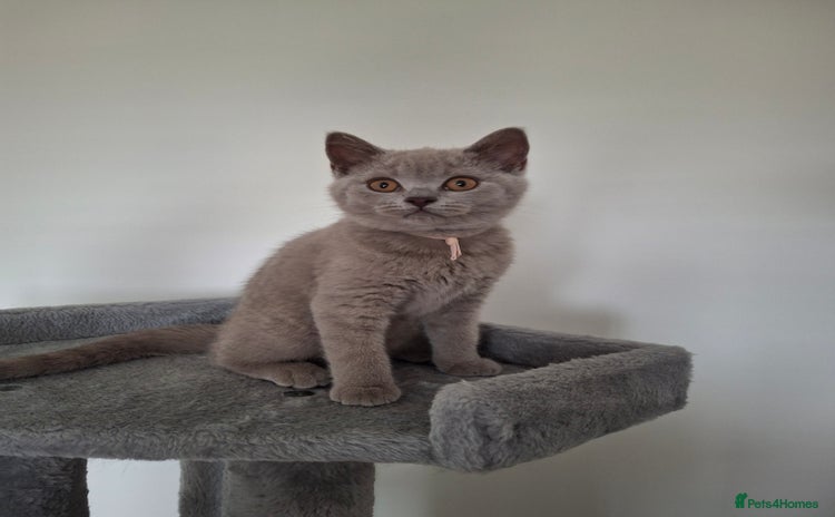 British Shorthair cats - Advert 3