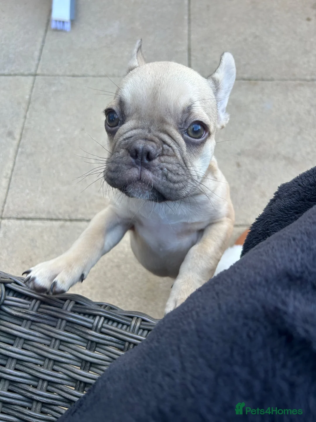 French Bulldog dogs for sale: Tan female French bulldog   - Advert 2