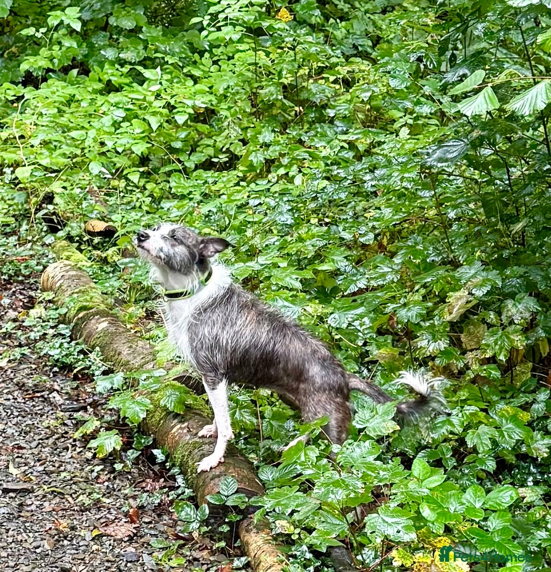 Mixed Breed dogs for adoption: FOR ADOPTION - BUBBA – BEAFORD, DEVON  - Image 9