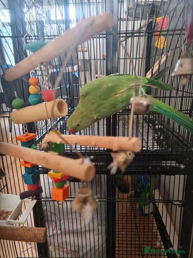 Gallery Image {{count}}