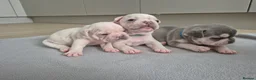 French Bulldog dogs for sale: Pet litter Frenchies with rope female - Advert 16