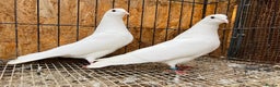Pigeons birds for sale: PURE WHITE ENGLISH GARDEN DOVES - Advert 1
