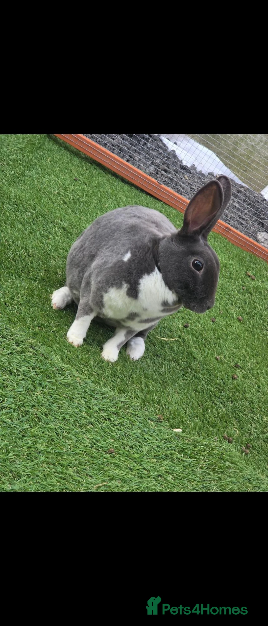 Rex rabbits for sale: Adult mini rex doe's available.  - Advert 4