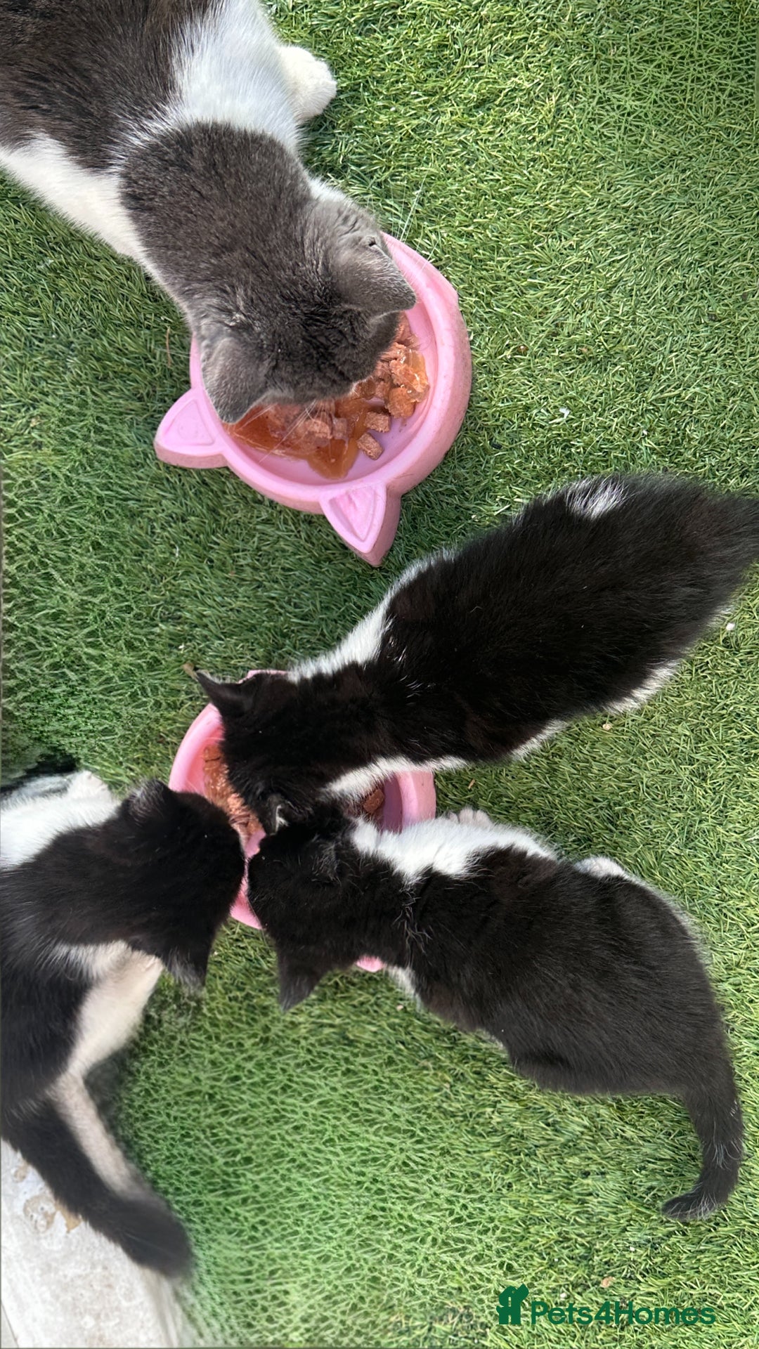 Domestic Shorthair cats for sale: Beautiful Domestic Cats-Mum,Dad&3 Adorable Kittens - Image 33