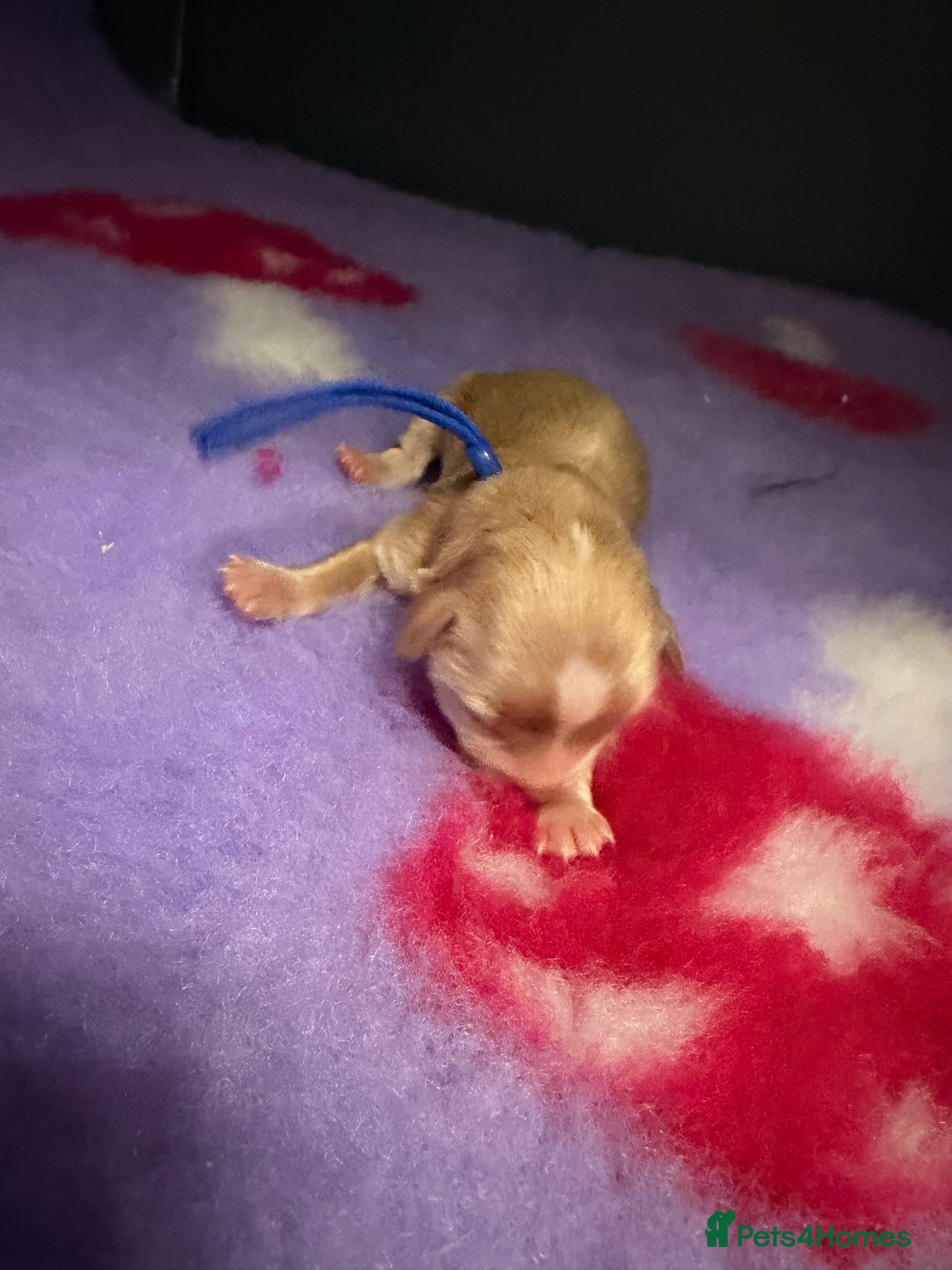 Maltipoo dogs ❤️💙Tiny Maltipoo,KC dna health clear parents 🥰 - Advert 2