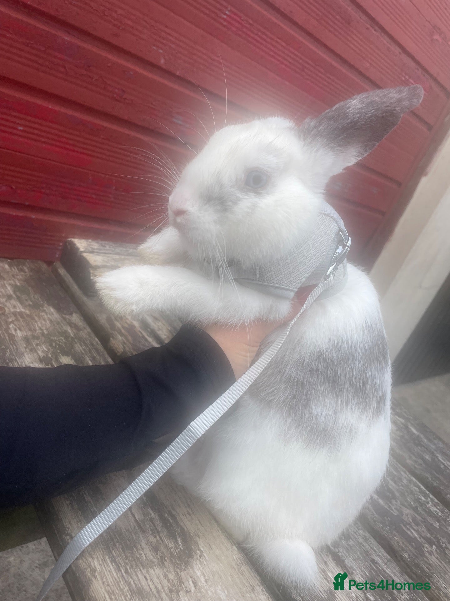 Mini Lop rabbits  Mini lop boy available ⭐️ - Advert 10
