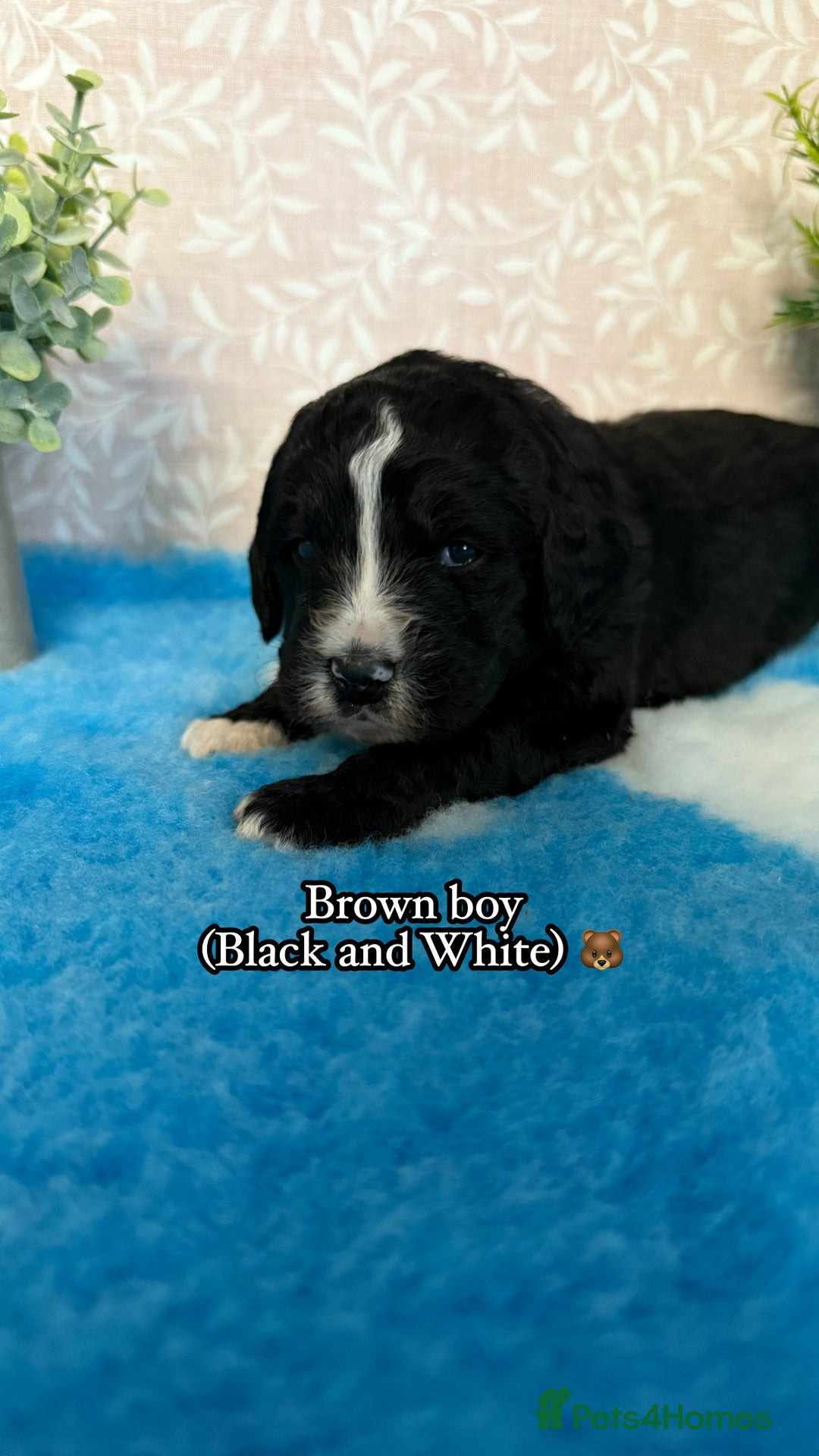 Bernedoodle dogs for sale: 💙Medium Sized Chunky Bernedoodles🩷 - Advert 5