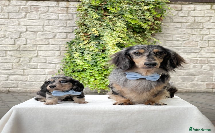 Miniature Dachshund dogs - Advert 1