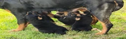 Rottweiler dogs for sale: Rottweiler puppies West Sussex / Surrey border - Advert 3