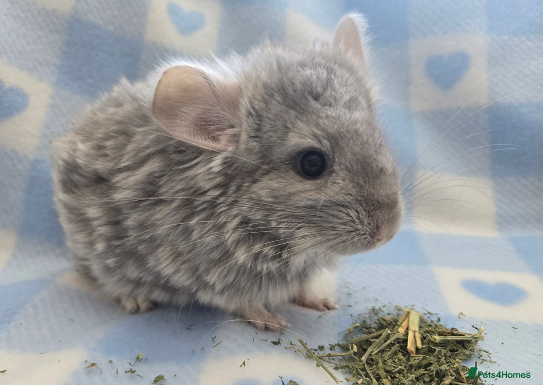Chinchilla rodents for sale: Baby Chinchillas  - Image 8