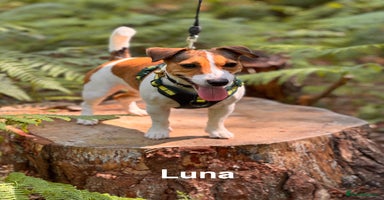 Jack Russell dogs - Advert 2