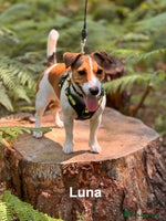 Jack Russell dogs - Advert 9