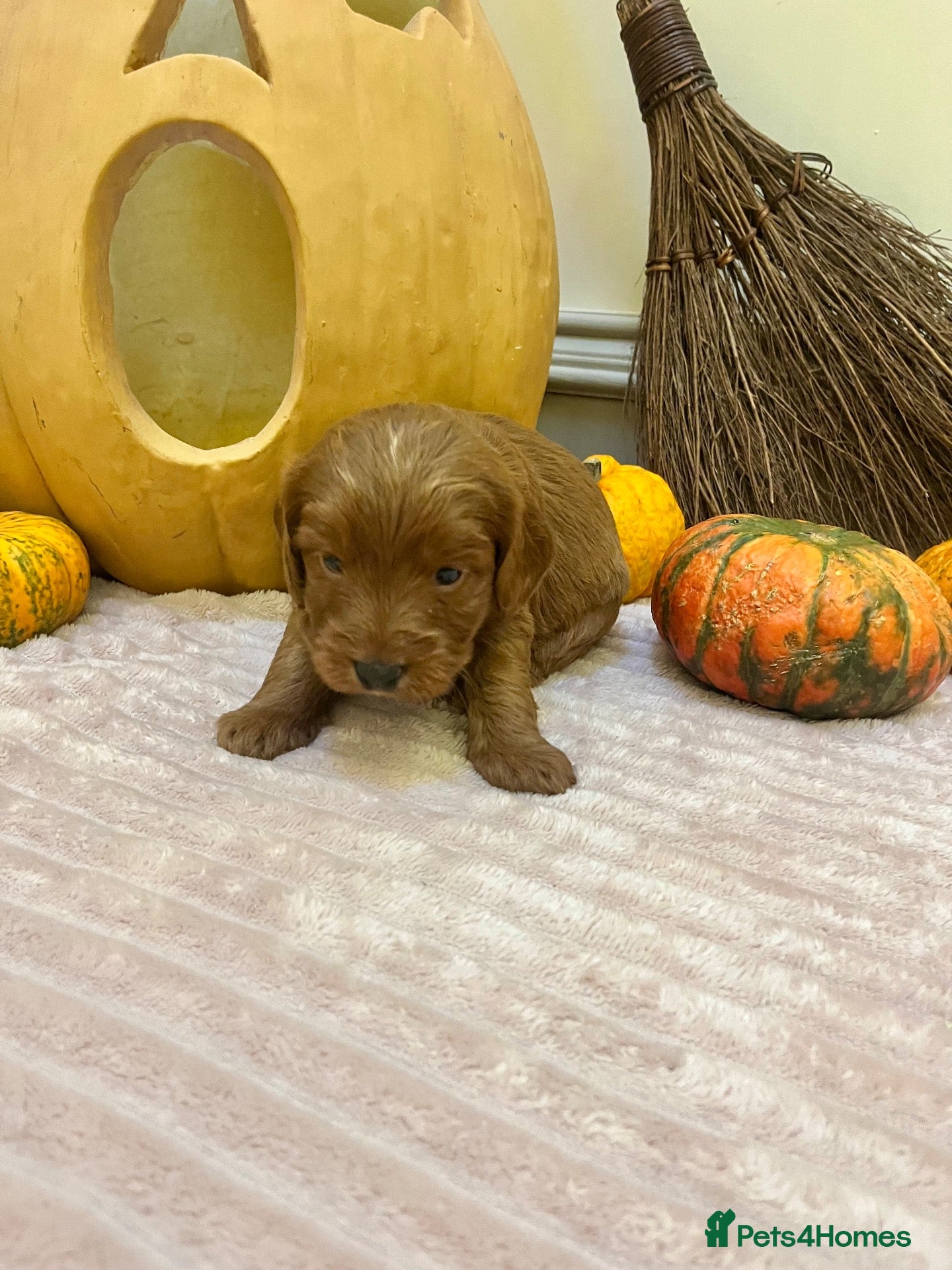 Cockapoo dogs for sale: Double miniature cockapoos  - Advert 2
