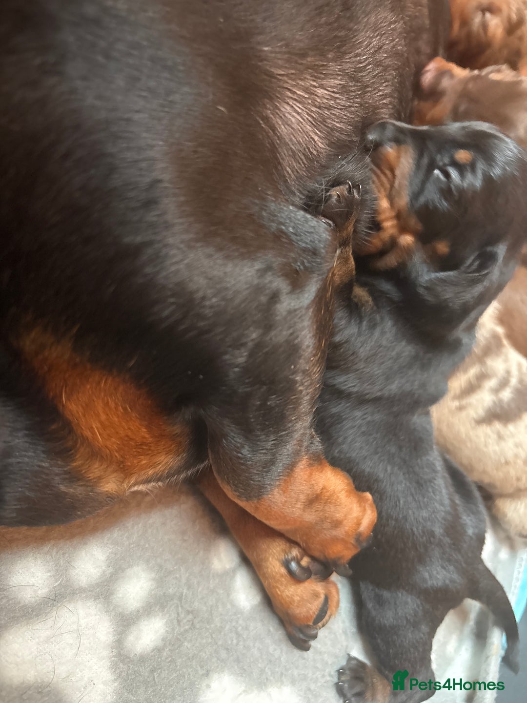 Miniature Dachshund dogs for sale: Miniature dachshunds smooth hair puppy’s  - Image 16