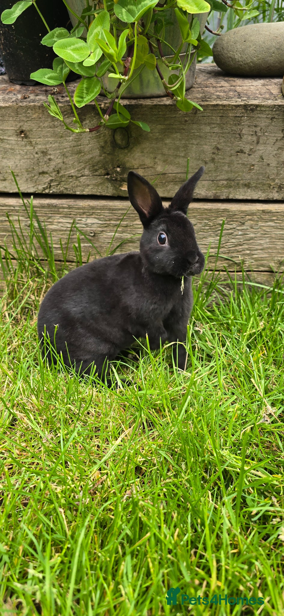 Rex rabbits for sale: 1 Mini rex buck - Advert 6