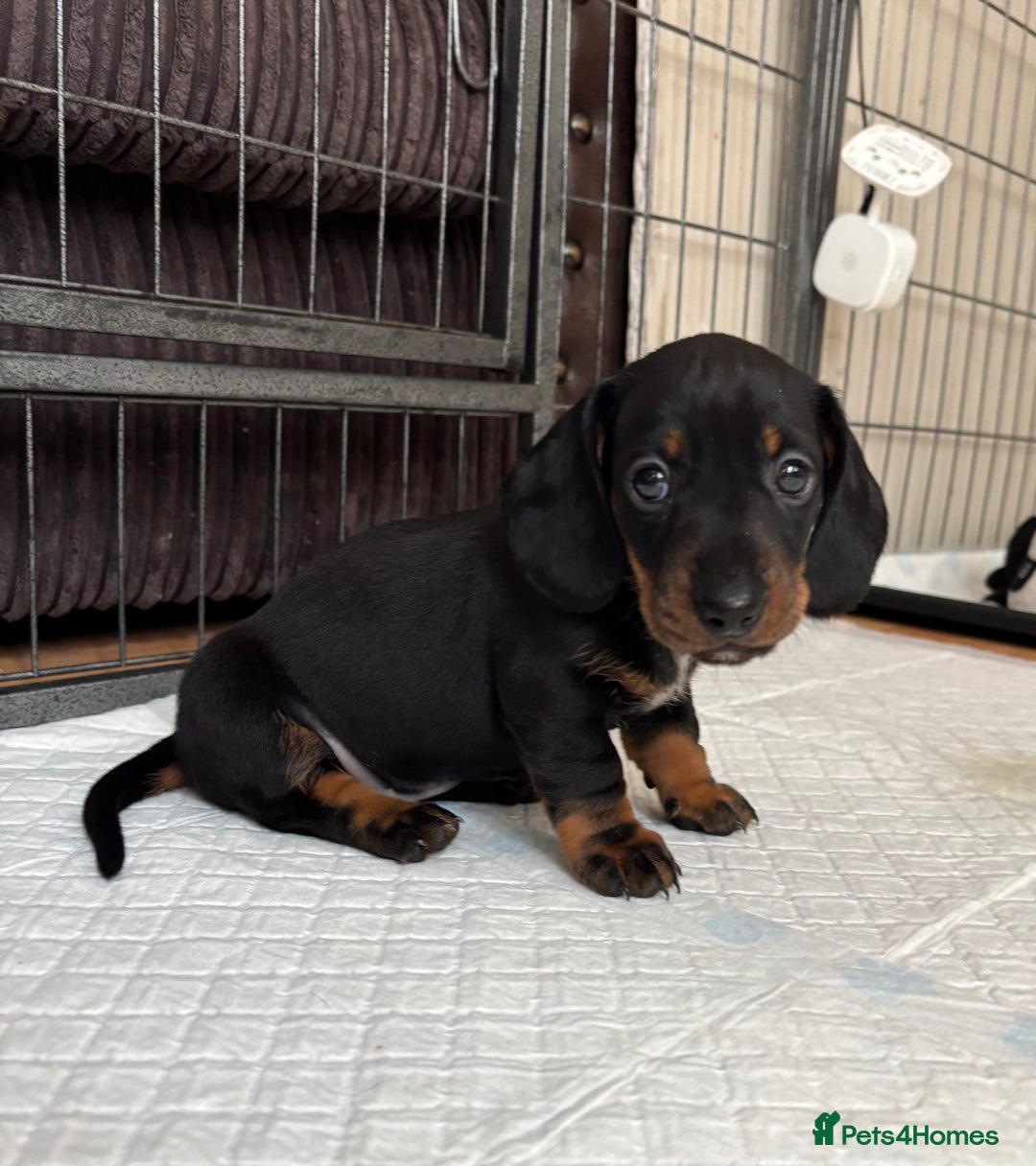 Miniature Dachshund dogs for sale: *REDUCED* 2 stunning female pups left - Image 19