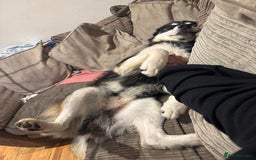 Mixed Breed dogs for sale: Meet Sparks - Image 14