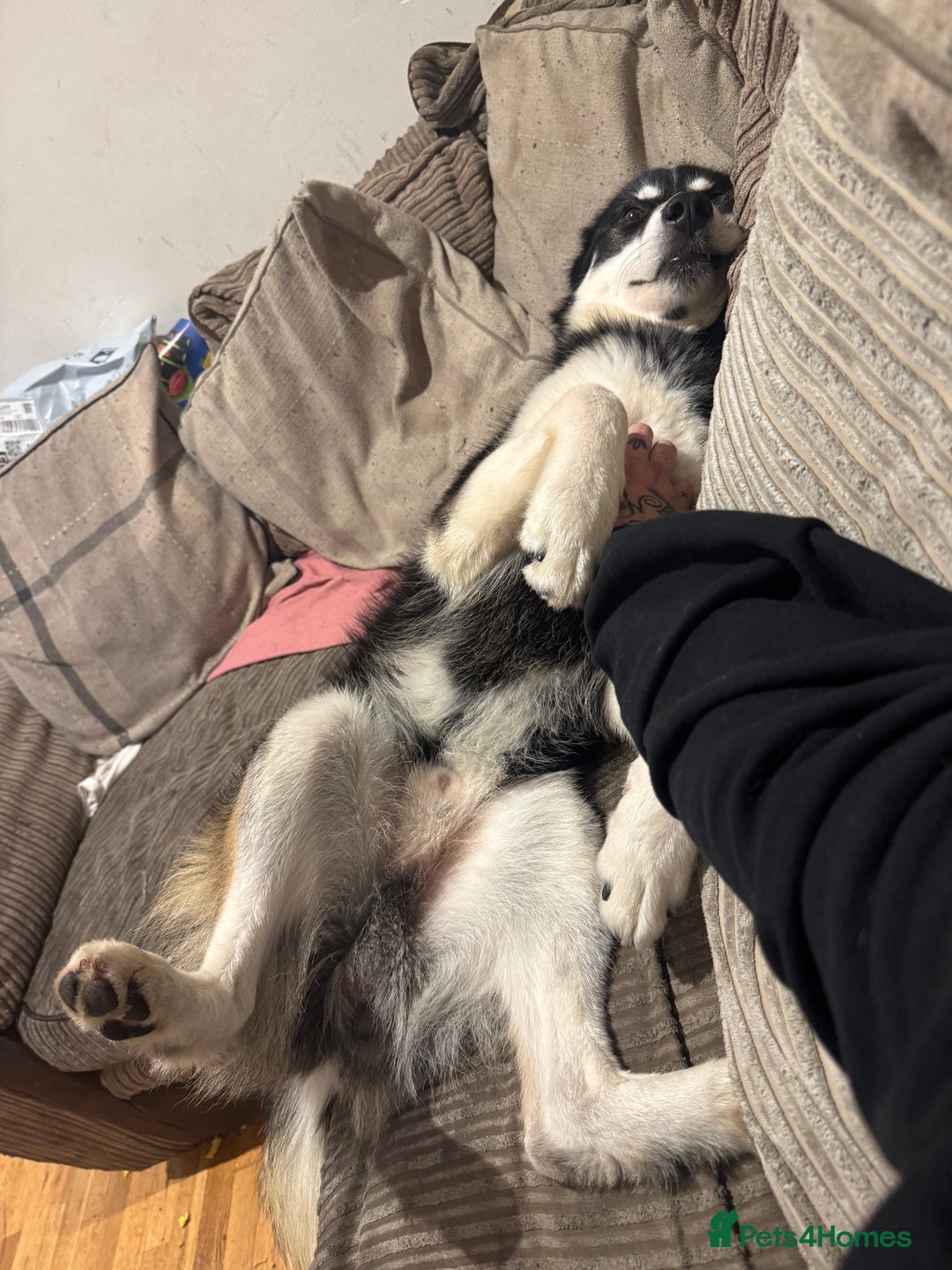 Mixed Breed dogs for sale: Meet Sparks - Image 14