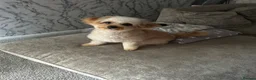 Mixed Breed dogs for sale: Adorable Chorkiepoo puppies  - Advert 6