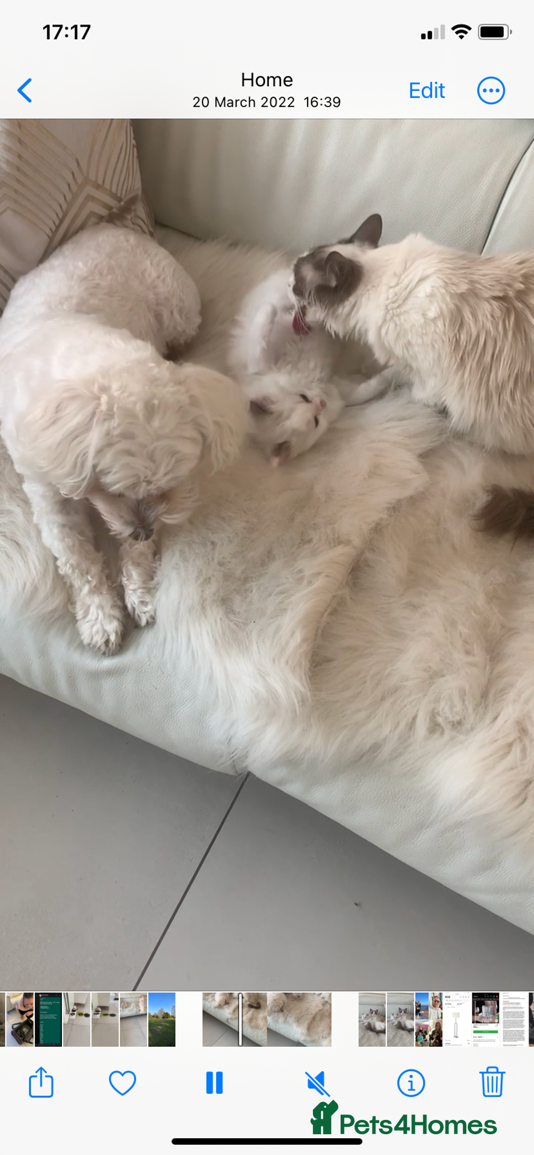 Ragdoll cats for sale: Ragdoll Kittens Available January 2026 - Advert 7