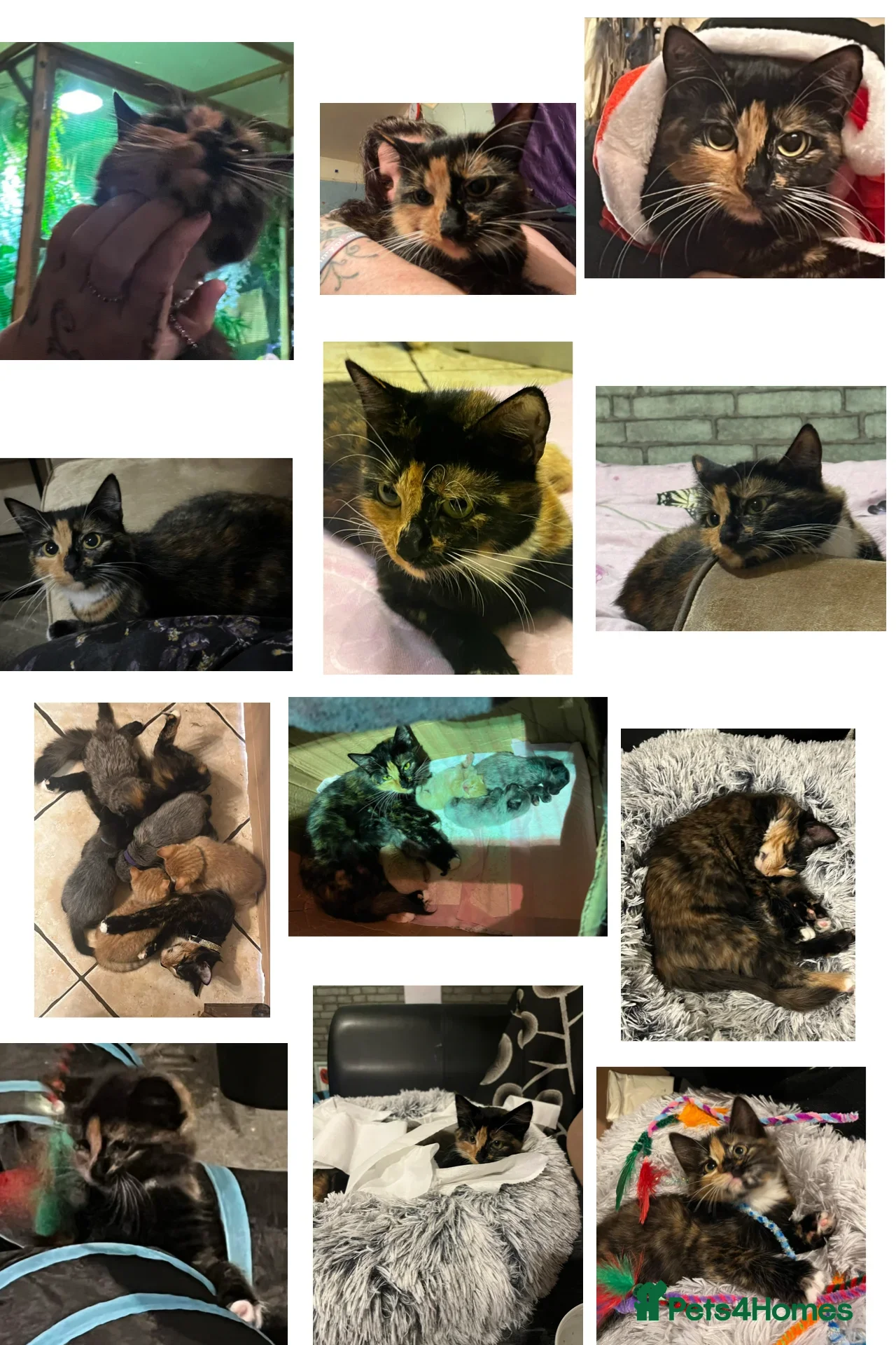 Mixed Breed cats Beautiful female tortoiseshell  - Advert 21