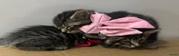 Mixed Breed cats for sale: 5 beautiful tabby kittens  - Advert 21