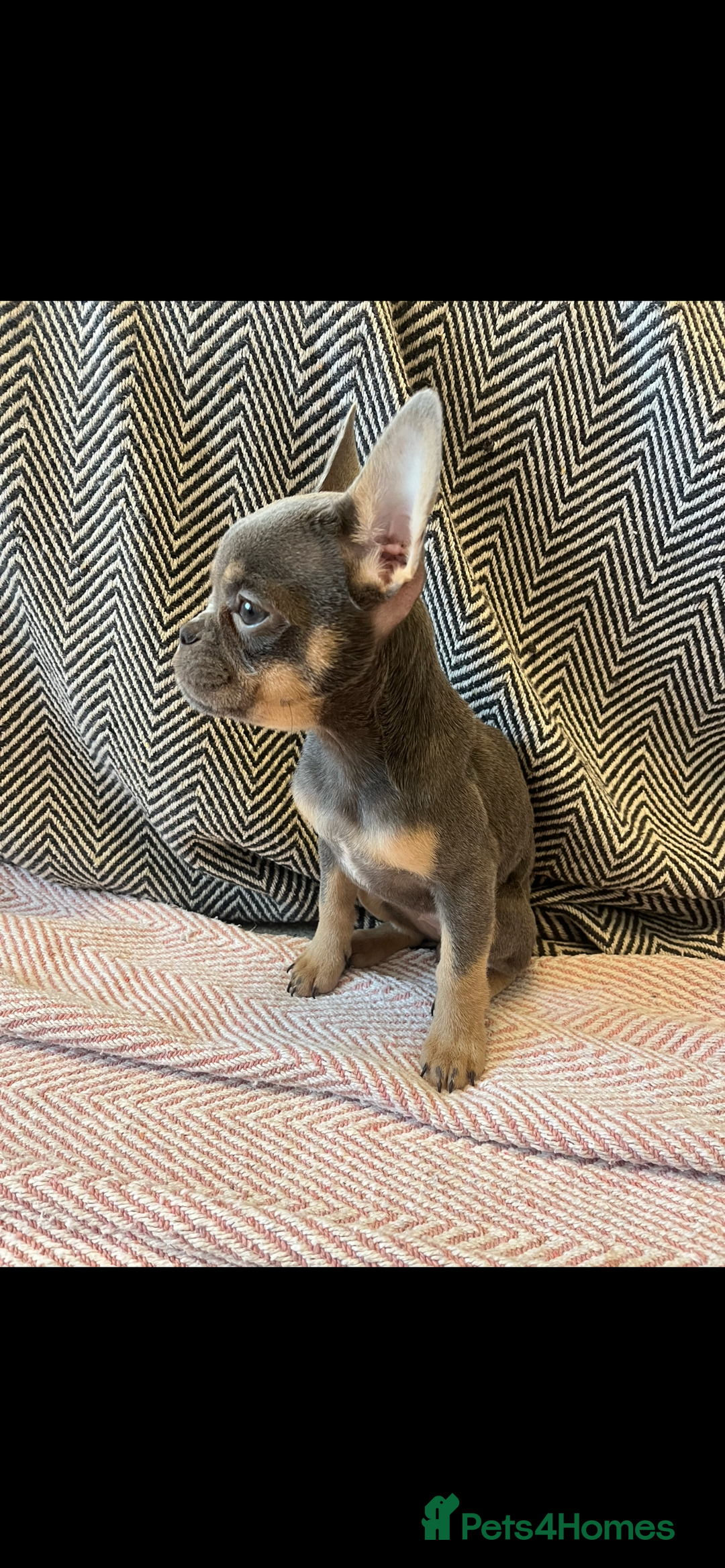 French Bulldog dogs for sale: Multi Coloured Merle French Bulldog Pups  - Advert 9