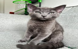 British Shorthair cats for sale: British shorthair-ragdoll mixed - Image 2